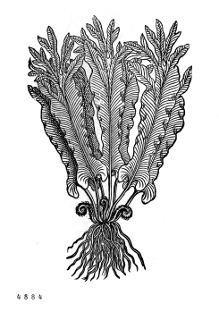 no HD illustration available (4)