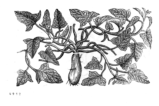 no HD illustration available (4)