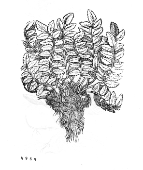 no HD illustration available (4)