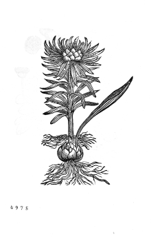 no HD illustration available (4)