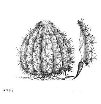 no HD illustration available (4)