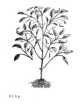 no HD illustration available (4)