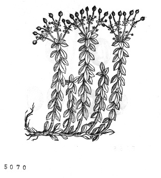 no HD illustration available (4)