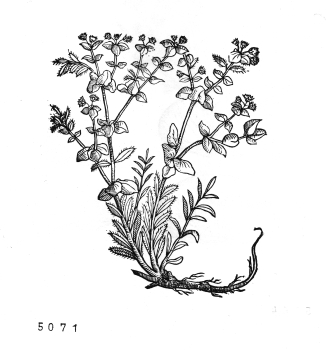 no HD illustration available (4)