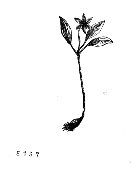 no HD illustration available (4)