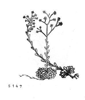 no HD illustration available (4)