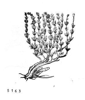 no HD illustration available (4)