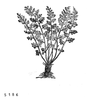 no HD illustration available (4)