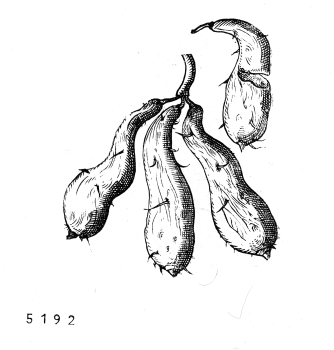 no HD illustration available (4)