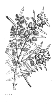 no HD illustration available (4)