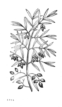 no HD illustration available (4)