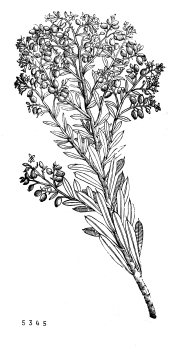 no HD illustration available (4)