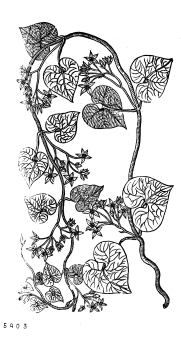 no HD illustration available (4)