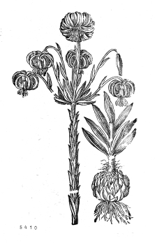 no HD illustration available (4)