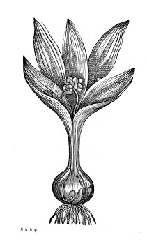 no HD illustration available (4)