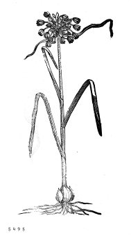 no HD illustration available (4)