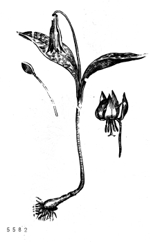 no HD illustration available (4)