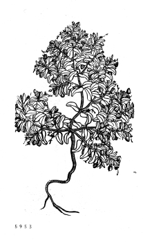 no HD illustration available (4)