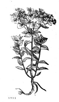 no HD illustration available (4)