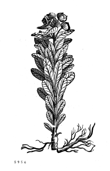 no HD illustration available (4)