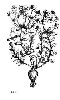 no HD illustration available (4)