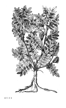 no HD illustration available (4)