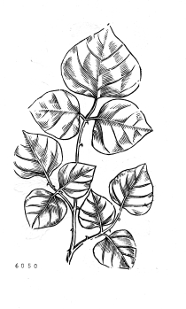 no HD illustration available (4)