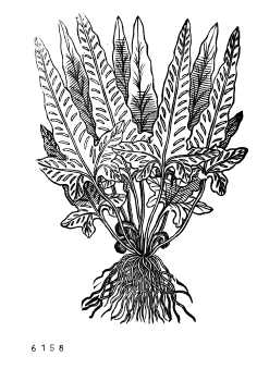 no HD illustration available (4)