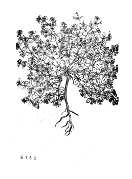 no HD illustration available (4)