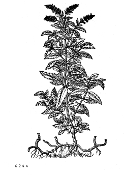 no HD illustration available (4)