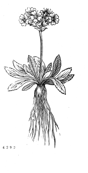 no HD illustration available (4)