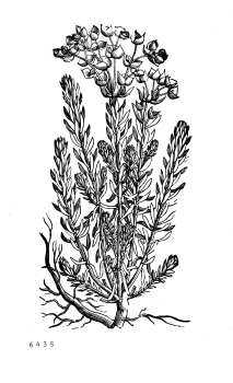 no HD illustration available (4)