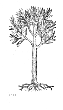 no HD illustration available (4)