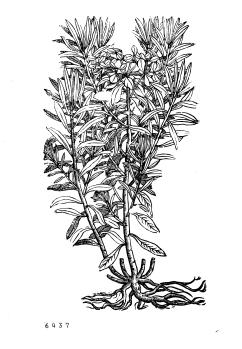 no HD illustration available (4)