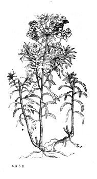 no HD illustration available (4)