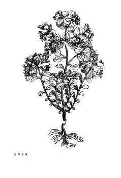 no HD illustration available (4)