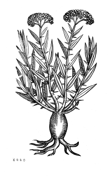 no HD illustration available (4)