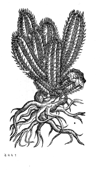 no HD illustration available (4)