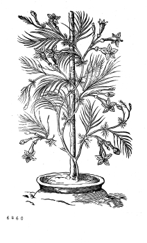 no HD illustration available (4)