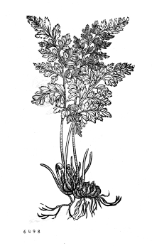 no HD illustration available (4)