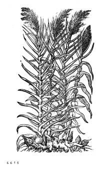 no HD illustration available (4)