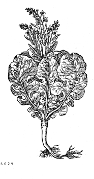 no HD illustration available (4)