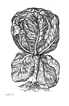 no HD illustration available (4)