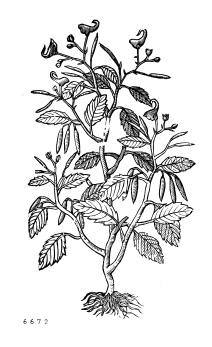 no HD illustration available (4)