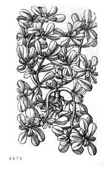 no HD illustration available (4)