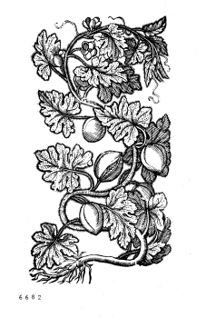 no HD illustration available (4)