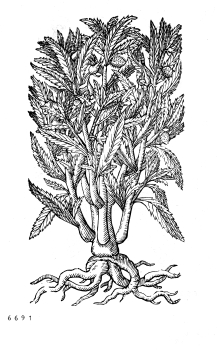 no HD illustration available (4)