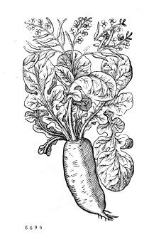 no HD illustration available (4)