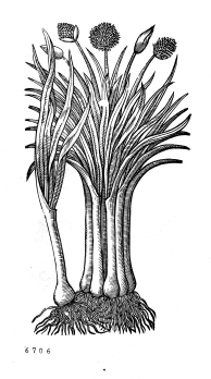 no HD illustration available (4)