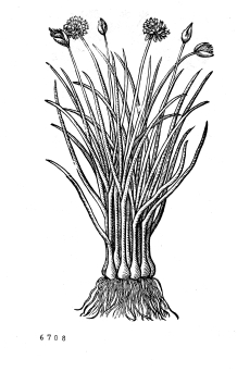 no HD illustration available (4)